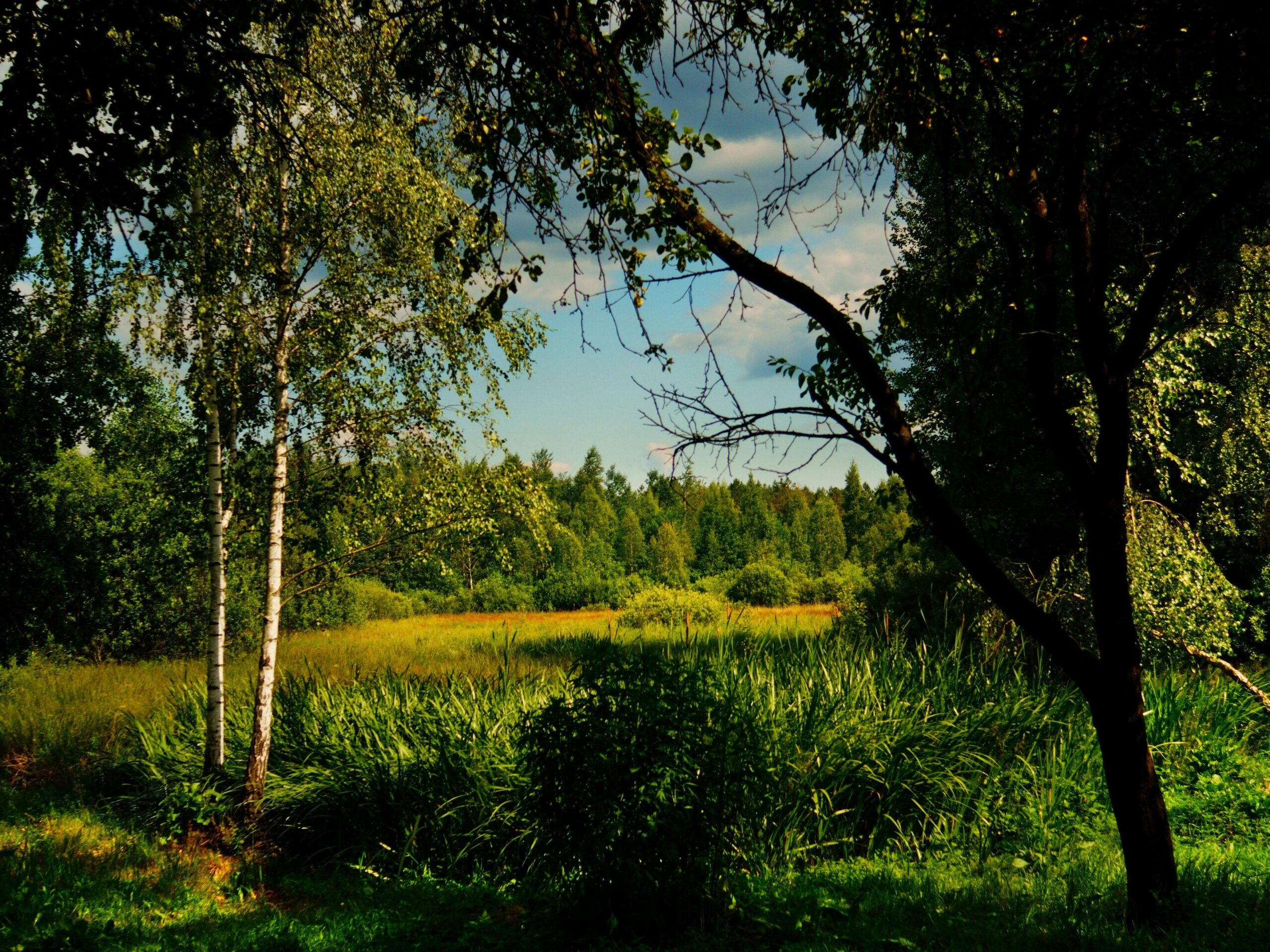 A serene green meadow surrounded by lush trees under a clear summer sky, perfect for nature lovers.