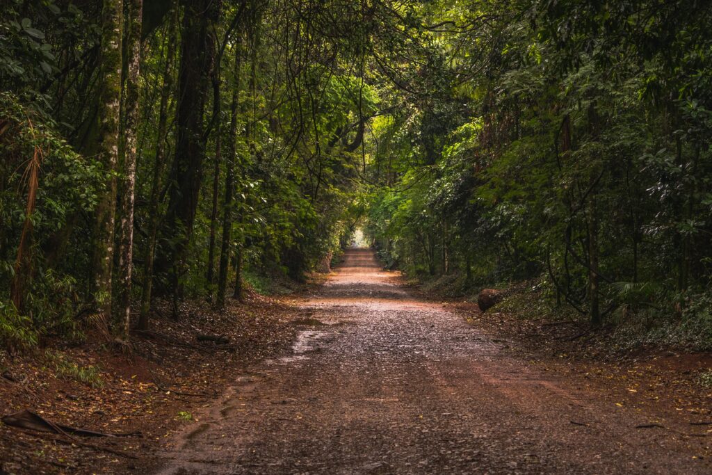 Serene unpaved road through lush forest in Rolândia, Brazil, showcasing natural beauty.