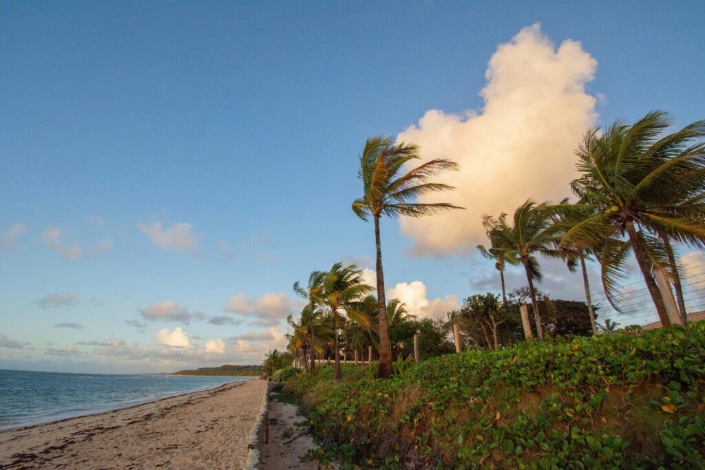 Serene beach with palm trees at sunset in Porto Seguro, Brazil. Perfect for travel inspiration.